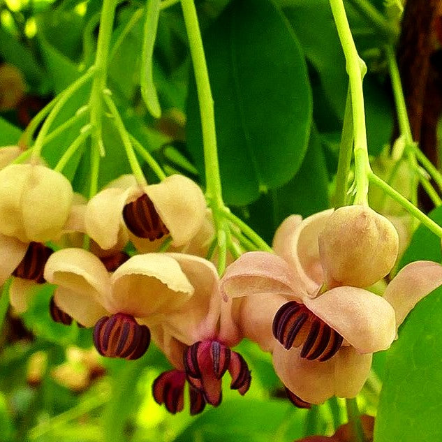 Klettergurke 'Cream Form' (Akebia quinata)