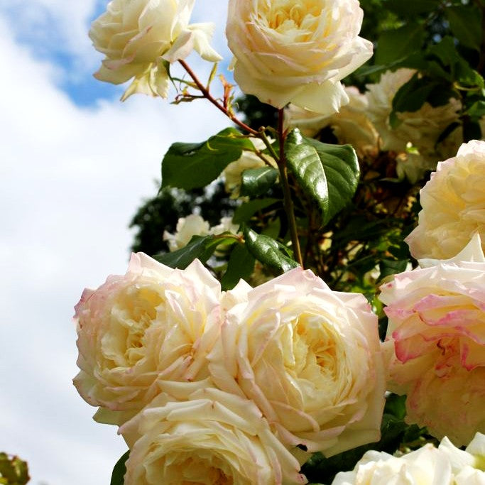 Kletterrose 'Alaska' -R- (Rosa KL VI)