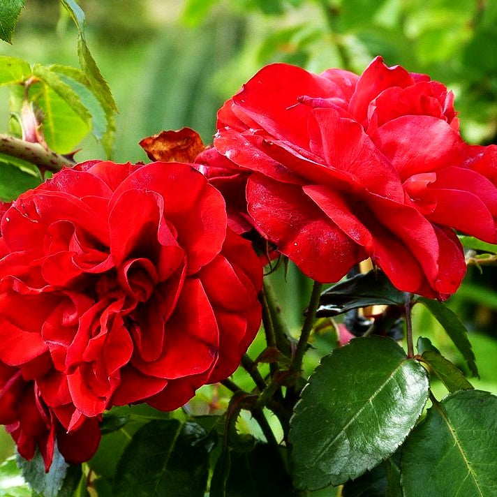 Kletterrose 'Amadeus' (Rosa KL VI)