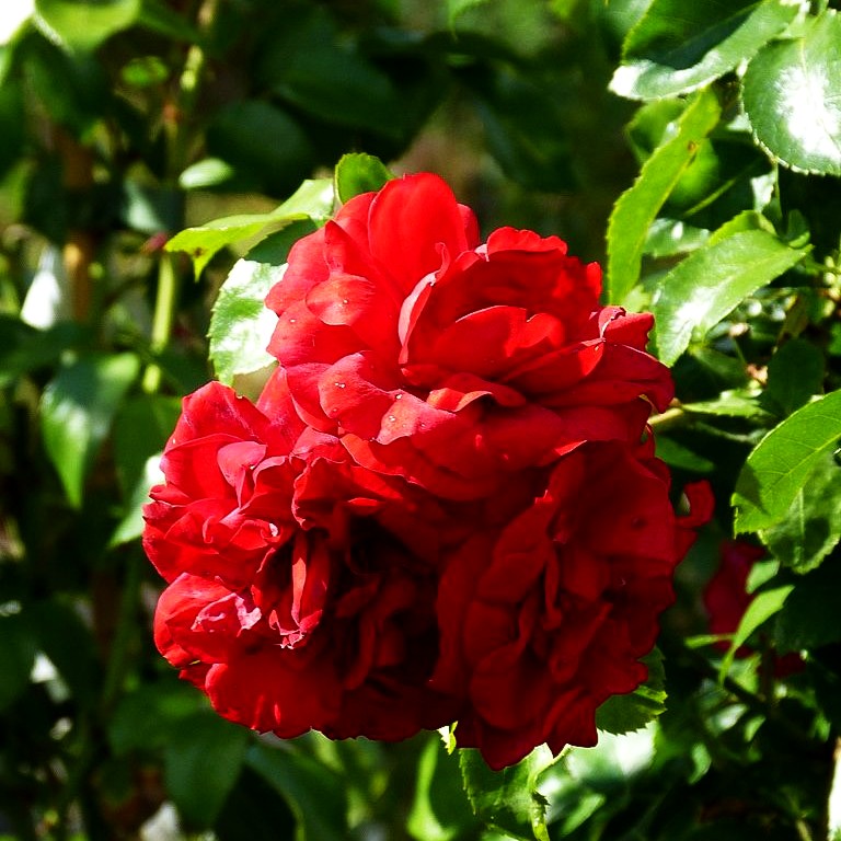 Kletterrose 'Amadeus' (Rosa KL VI)