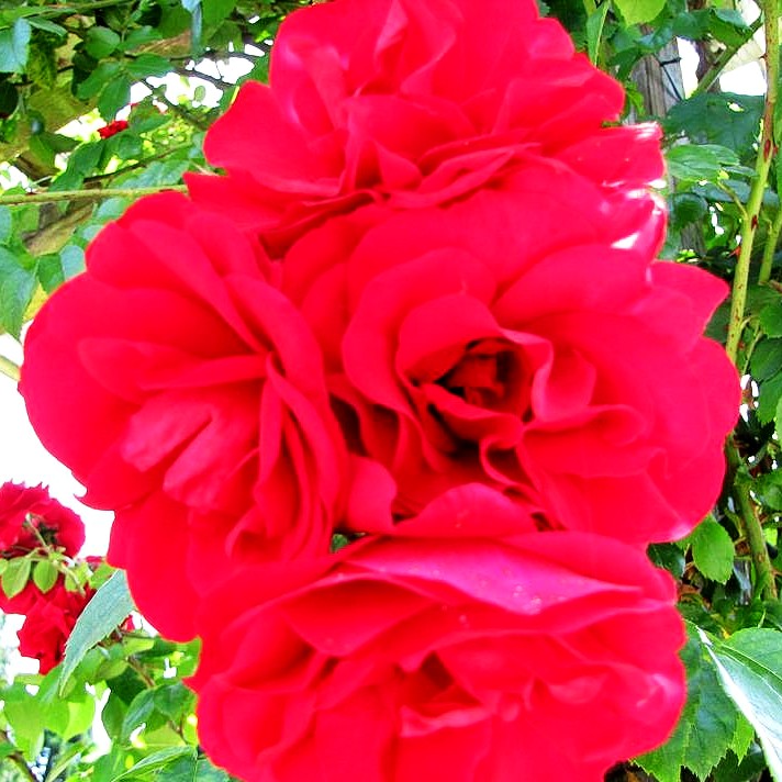Kletterrose 'Amadeus' (Rosa KL VI)
