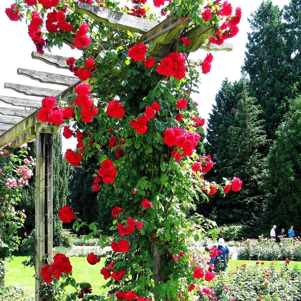 Kletterrose 'Amadeus' (Rosa KL VI)