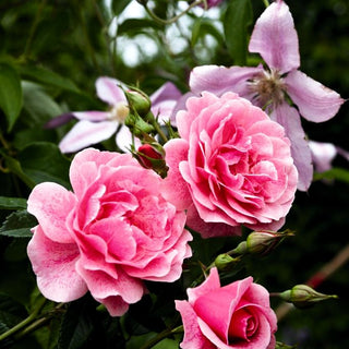 Kletterrose 'Camelot' -R- (Rosa KL V)