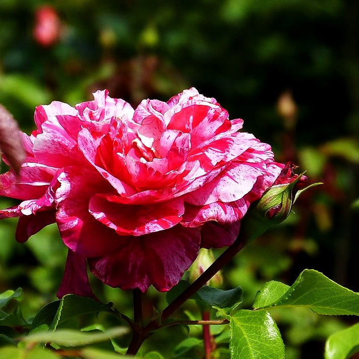 Kletterrose 'Colibri' (Rosa Farbfestival KL V)