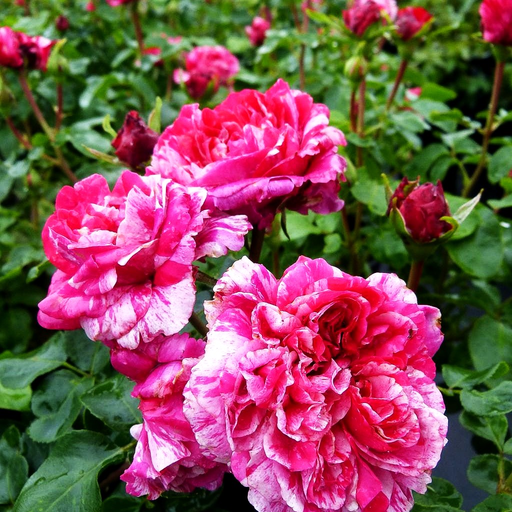 Kletterrose 'Colibri' (Rosa Farbfestival KL V)