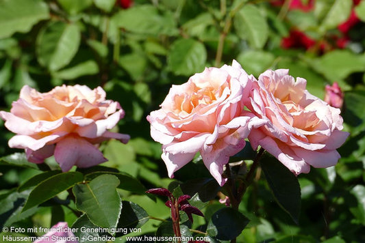 Kletterrose 'Compassion'  -R- 'Compassion' (Rosa  KL IV)