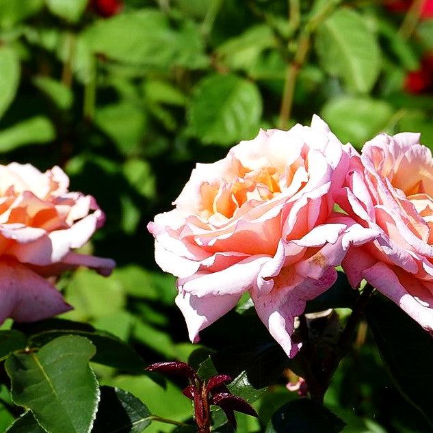 Kletterrose 'Compassion' -R- (Rosa KL IV)