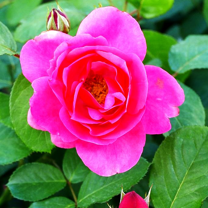 Kletterrose 'Coral Dawn' (Rosa KL V)