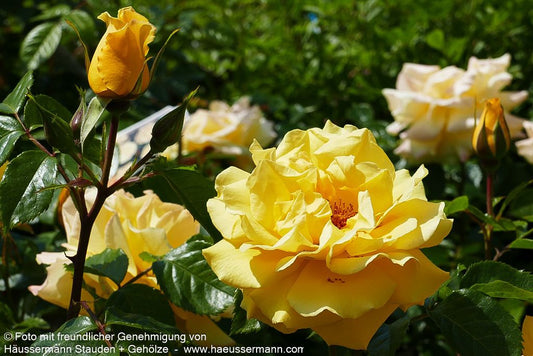 Kletterrose 'Dukat'  -R- 'Dukat' (Rosa  KL V)