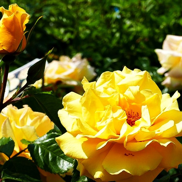 Kletterrose 'Dukat' -R- (Rosa KL V)