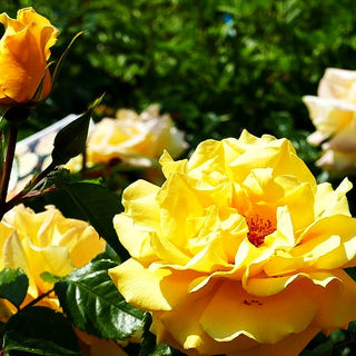 Kletterrose 'Dukat' -R- (Rosa KL V)