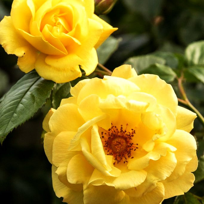Kletterrose 'Dukat' -R- (Rosa KL V)