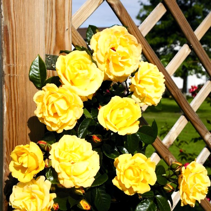 Kletterrose 'Dukat' -R- (Rosa KL V)