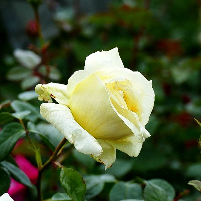 Kletterrose 'Elfe' (Rosa KL V)