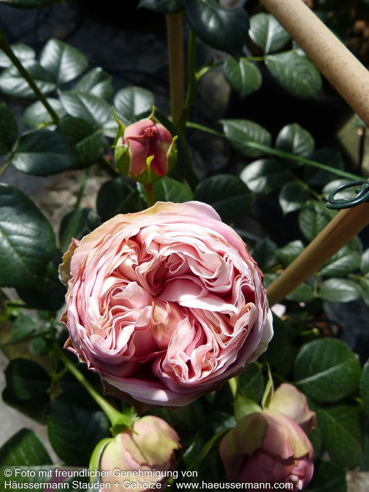 Kletterrose 'Giardina'  -R- 'Giardina' (Rosa  KL VI)