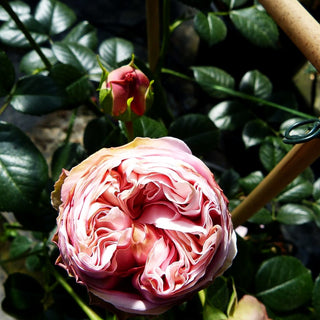 Kletterrose 'Giardina' -R- (Rosa KL VI)