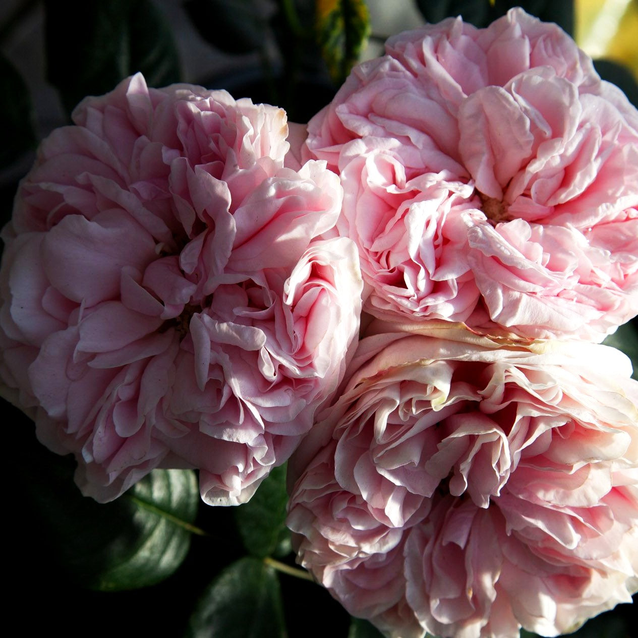 Kletterrose 'Giardina' -R- (Rosa KL VI)
