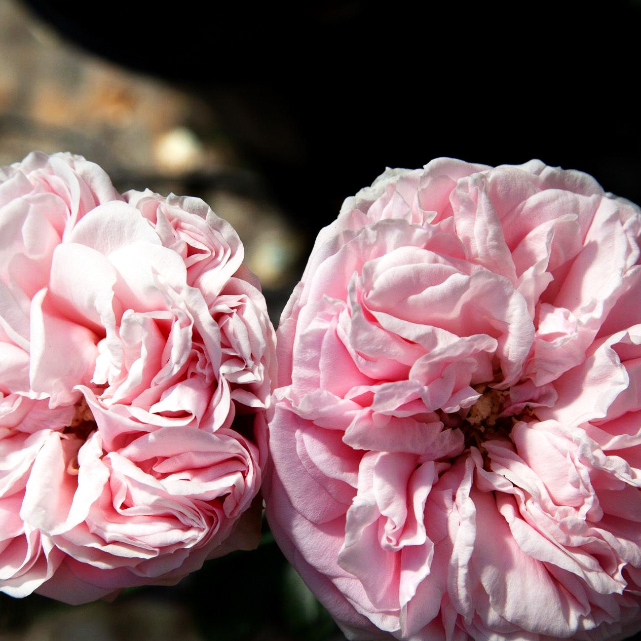 Kletterrose 'Giardina' -R- (Rosa KL VI)