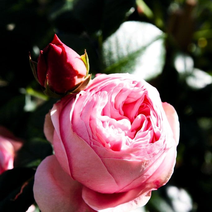 Kletterrose 'Giardina' -R- (Rosa KL VI)