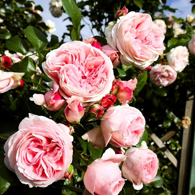 Kletterrose 'Giardina' -R- (Rosa KL VI)