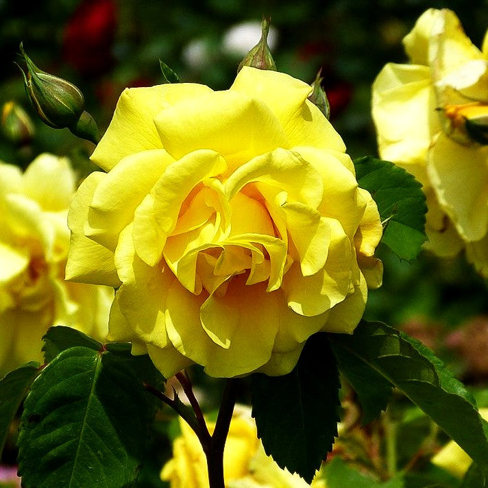 Kletterrose 'Golden Gate' (Rosa KL VI)