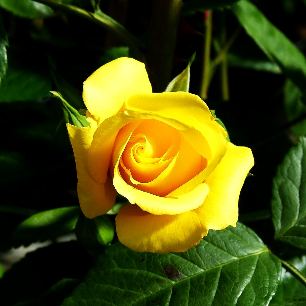 Kletterrose 'Golden Gate' (Rosa KL VI)