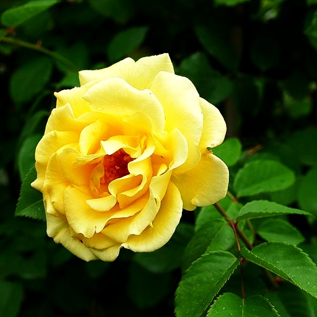 Kletterrose 'Golden Gate' (Rosa KL VI)
