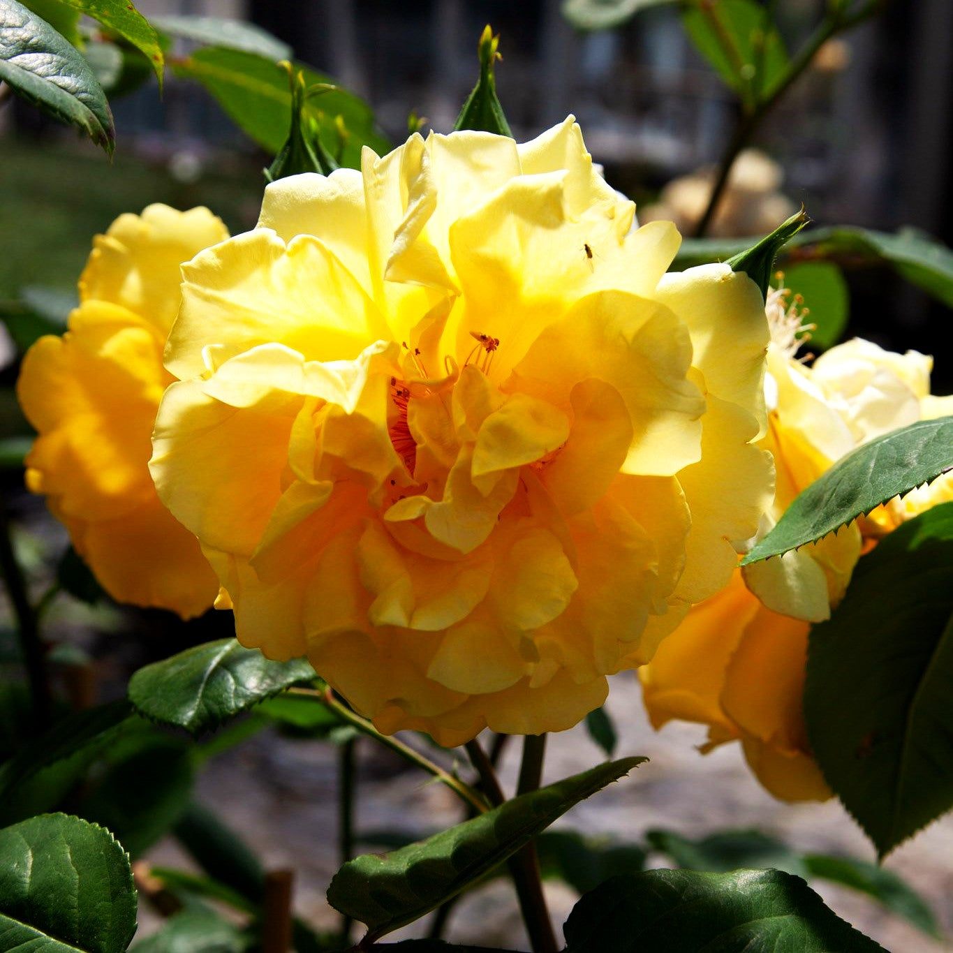 Kletterrose 'Golden Gate' (Rosa KL VI)