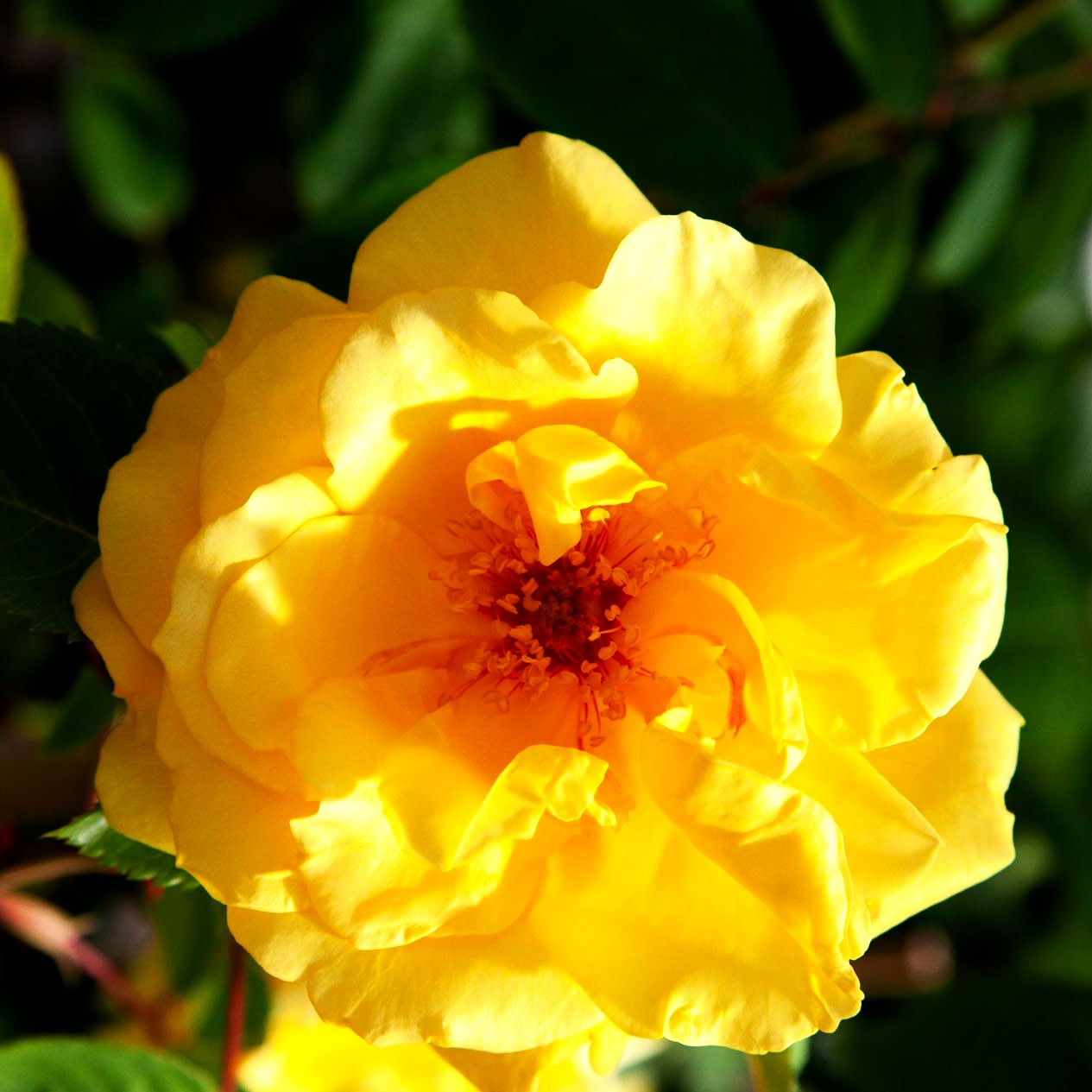 Kletterrose 'Golden Gate' (Rosa KL VI)
