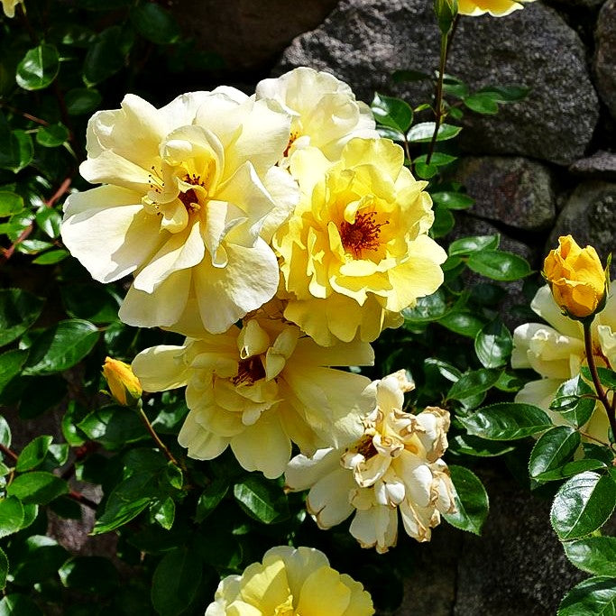 Kletterrose 'Golden Showers' (Rosa KL V)