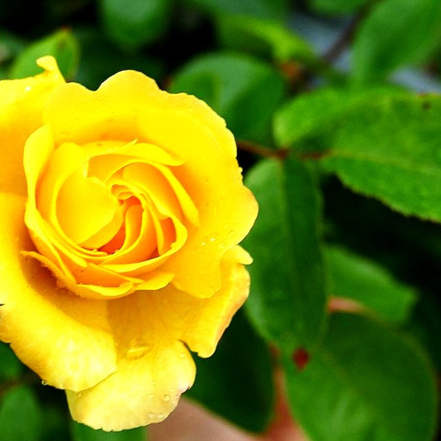 Kletterrose 'Golden Showers' (Rosa KL V)