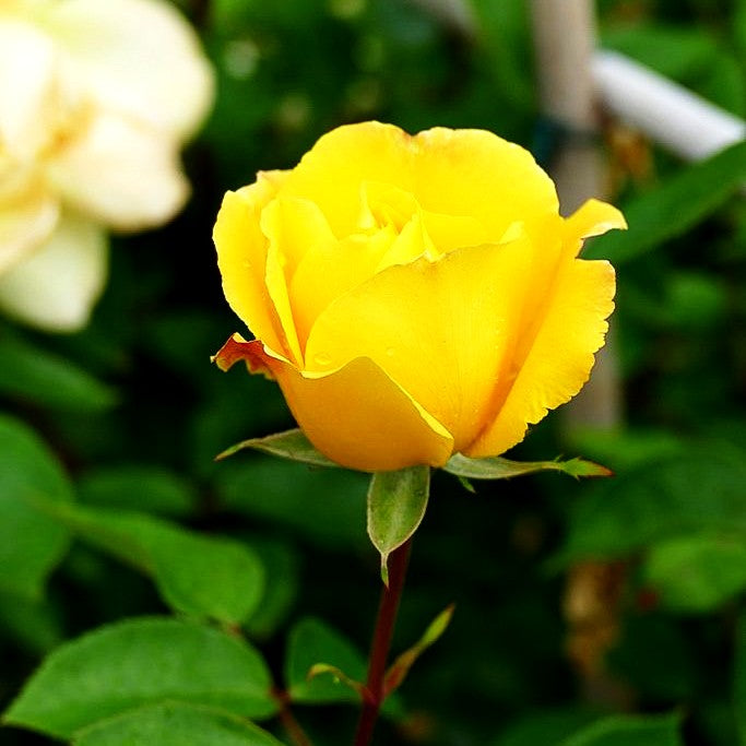 Kletterrose 'Golden Showers' (Rosa KL V)