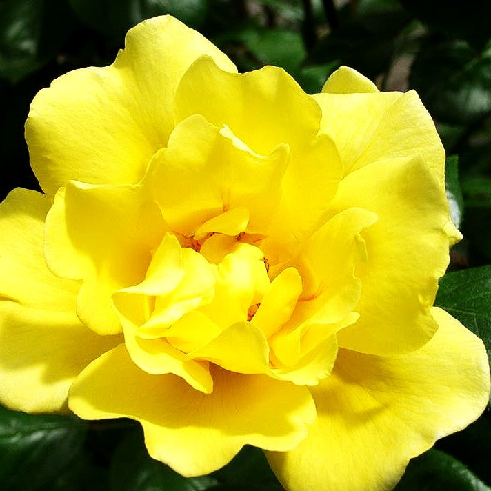 Kletterrose 'Golden Showers' (Rosa KL V)