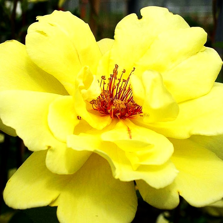 Kletterrose 'Golden Showers' (Rosa KL V)