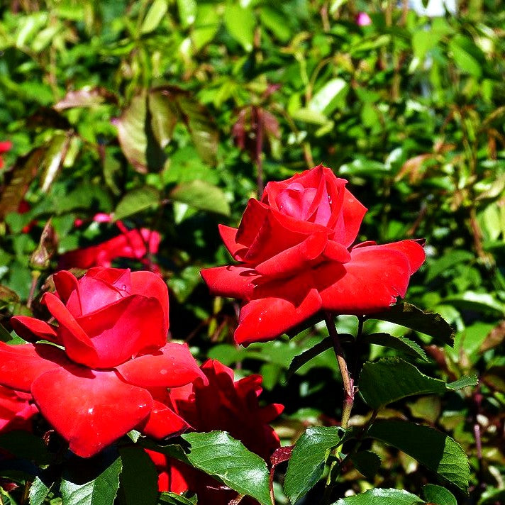 Kletterrose 'Gruß an Heidelberg' (Rosa KL VI)