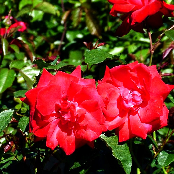 Kletterrose 'Gruß an Heidelberg' (Rosa KL VI)