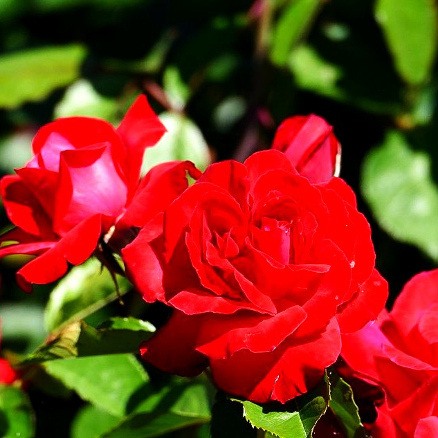 Kletterrose 'Gruß an Heidelberg' (Rosa KL VI)