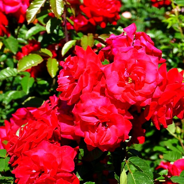 Kletterrose 'Gruß an Heidelberg' (Rosa KL VI)