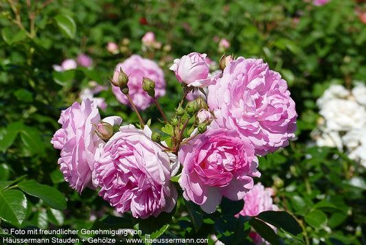 Kletterrose 'Jasmina'  -R- 'Jasmina' (Rosa  KL VI)
