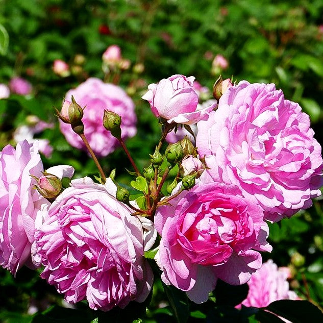 Kletterrose 'Jasmina' -R- (Rosa KL VI)
