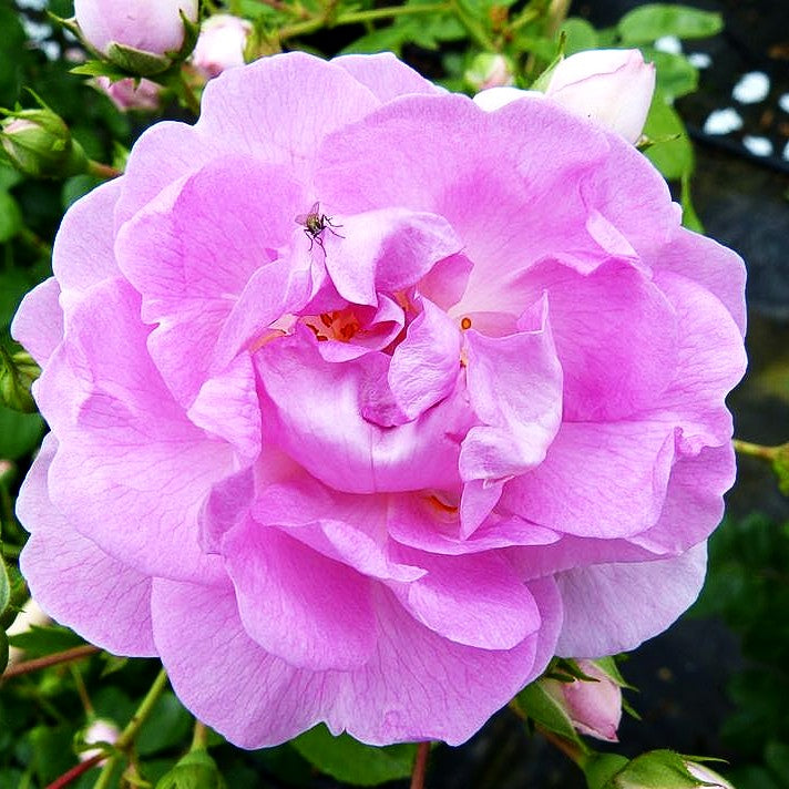 Kletterrose 'Jasmina' -R- (Rosa KL VI)