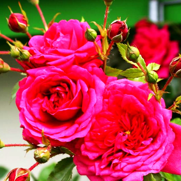 Kletterrose 'Laguna' -R- (Rosa KL VI)