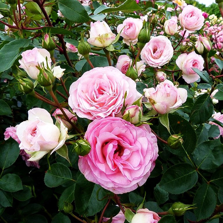 Kletterrose 'Mini Eden Rose' (Rosa KL VI)