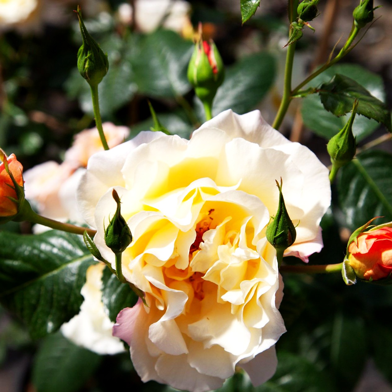 Kletterrose 'Moonlight' (Rosa KL VI)