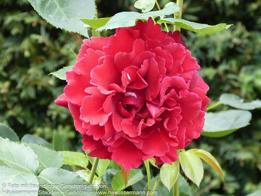 Kletterrose 'Naheglut'  -R- 'Naheglut' (Rosa  KL IV)