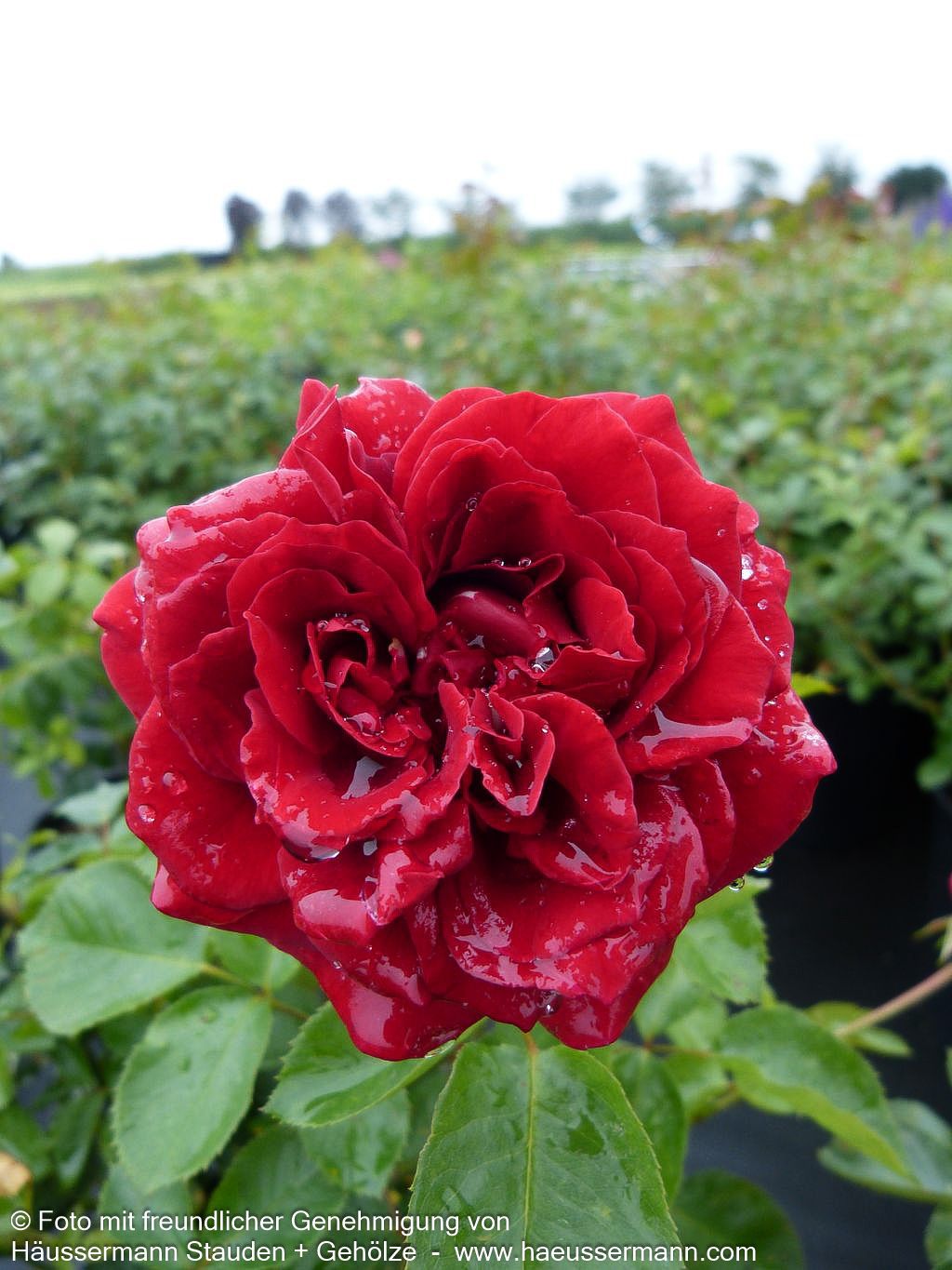 Kletterrose 'Naheglut'  -R- 'Naheglut' (Rosa  KL IV)