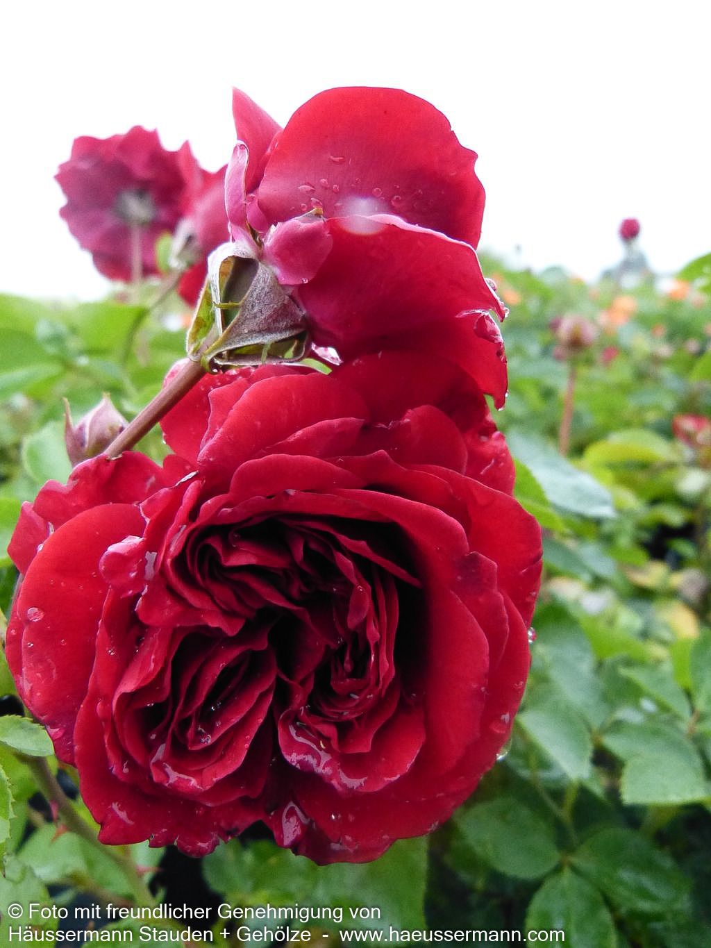 Kletterrose 'Naheglut'  -R- 'Naheglut' (Rosa  KL IV)