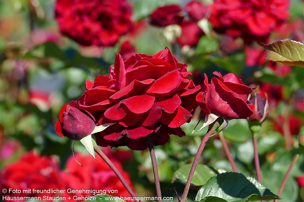 Kletterrose 'Naheglut'  -R- 'Naheglut' (Rosa  KL IV)