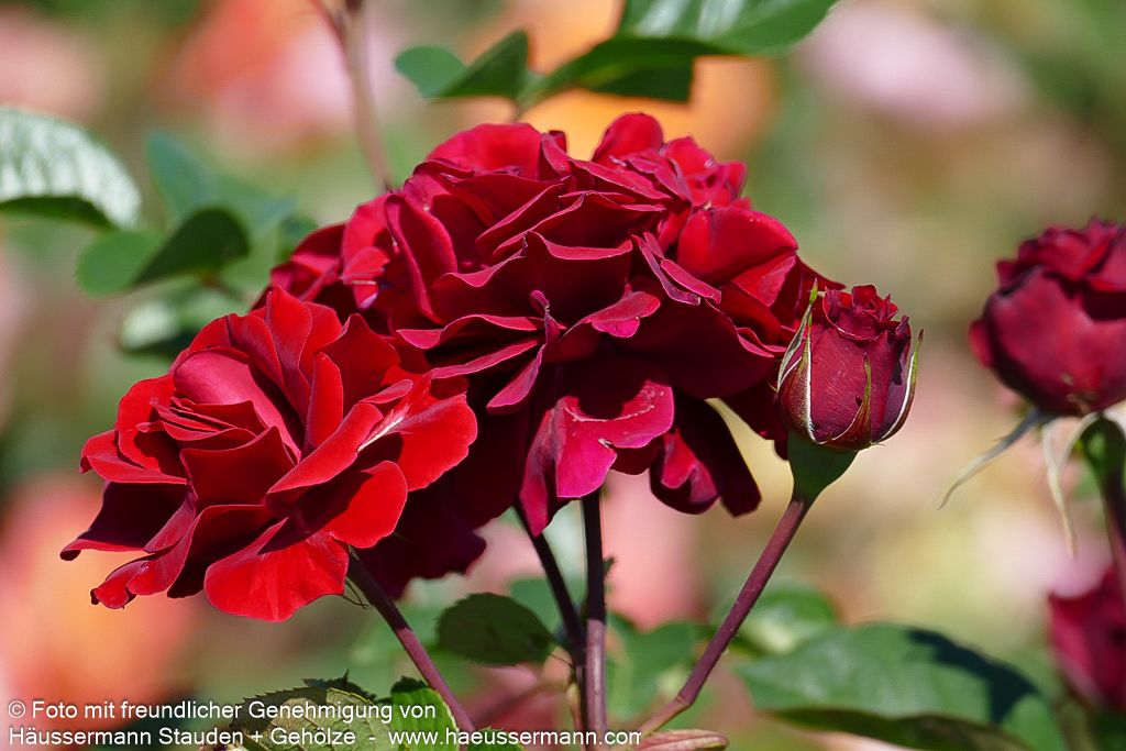 Kletterrose 'Naheglut'  -R- 'Naheglut' (Rosa  KL IV)