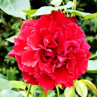 Kletterrose 'Naheglut' -R- (Rosa KL IV)